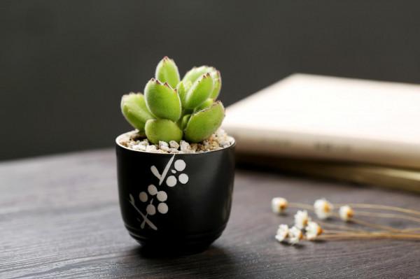 11種花得窮養,用小盆,少澆水,反而更精神 11種花得窮養,用小盆,少澆水,反而更精神