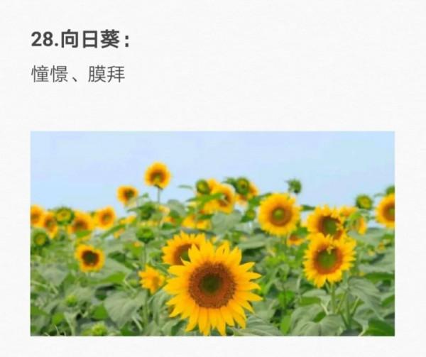 50種花的&OpenCurlyDoubleQuote;花語&rdquo;你知道那些？&lpar;二）「建議轉發收藏」