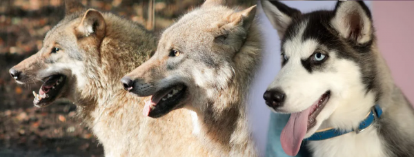 靈芝燕窩不如燉這一鍋！暖身暖胃，吃一碗頂3條秋褲