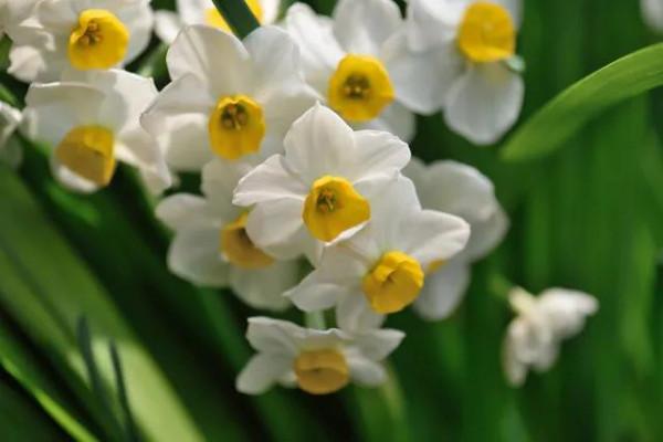 水仙花 大全 請欣賞 美極了