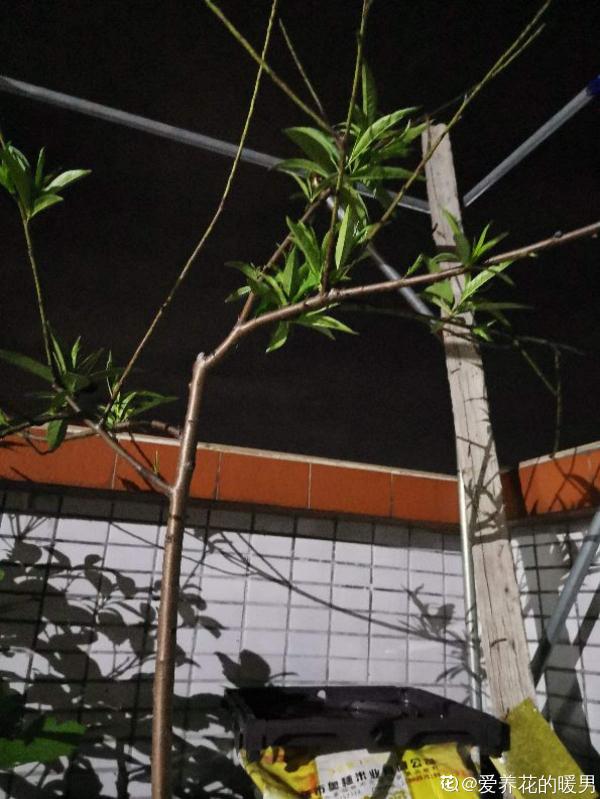 桃樹扦插總不活,掌握3個要點,扦插比嫁接生長更迅速 桃樹扦插總不活,掌握3個要點,扦插比嫁接生長更迅速