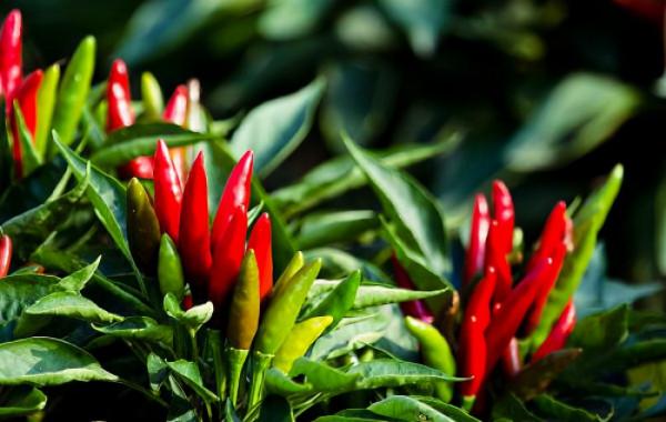 辣椒彎果是什麼原因導致的？