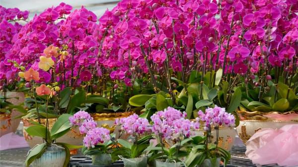 秋冬季節,客廳養花別隨便,選擇這8種盆栽,大幅度提升裝飾效果 秋冬季節,客廳養花別隨便,選擇這8種盆栽,大幅度提升裝飾效果