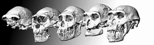 百萬年前的社交必需品——眉毛進化史