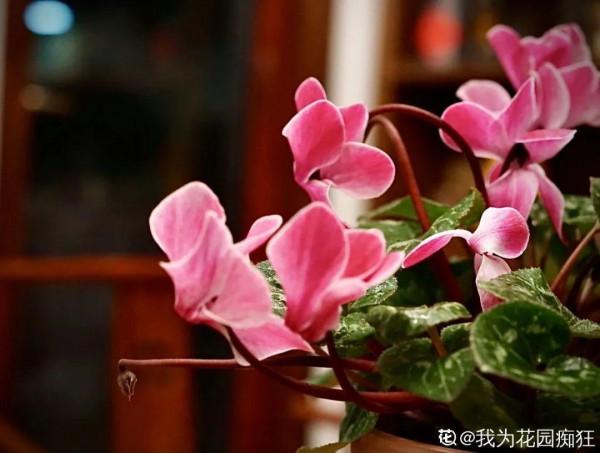 年宵花買回家，黃葉掉苞問題多，趕緊試試“急救”方法