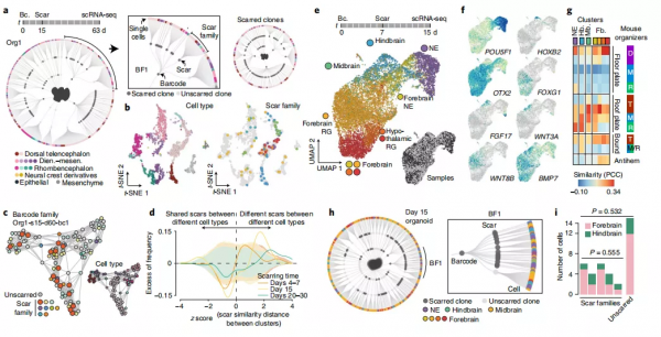 科學家開發譜系記錄儀iTracer，可用於所有體外細胞培養系統