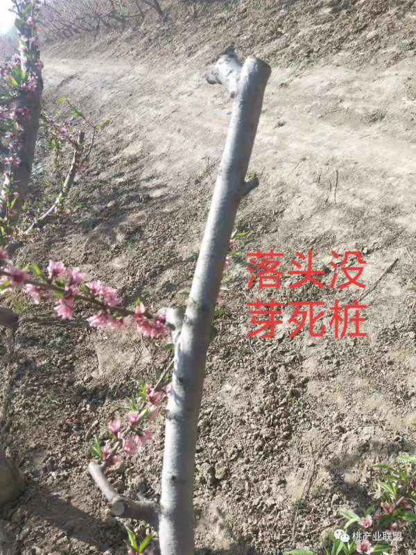 桃樹冬剪最容易忽視的幾點細節問題 桃樹冬剪最容易忽視的幾點細節問題