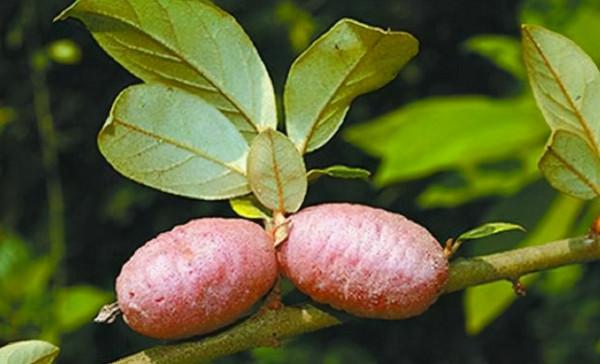 消失128年！極危物種重現雲南天坑，科學家正搶救性採集