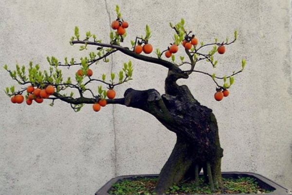 新年養盆吉祥樹，天氣越冷越紅火，看著喜慶、養著省心