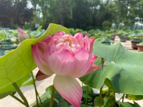 【FENG聞】創森 | 誰說夏天沒有花 帶你去蓮花池看花 【FENG聞】創森 | 誰說夏天沒有花 帶你去蓮花池看花