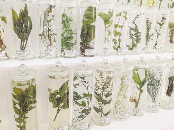 永春縣首家中草藥標本館落成