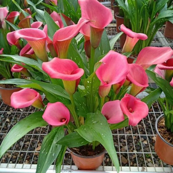 7種&OpenCurlyDoubleQuote;喜水花&rdquo;，不怕手賤澆不爛，天天泡水裡，長得肥大愛開花