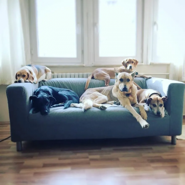 因為愛，他把農場變成了動物樂園，不僅有貓有狗，還有馬和海鷗