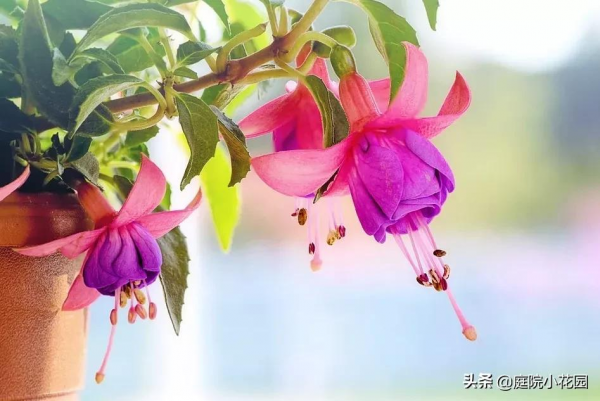 他賣掉城裡的房子，包了個山頭，打造集裝箱陽光房、小木屋、花園