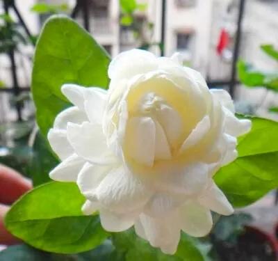 茉莉花中的佼佼者 虎頭茉莉