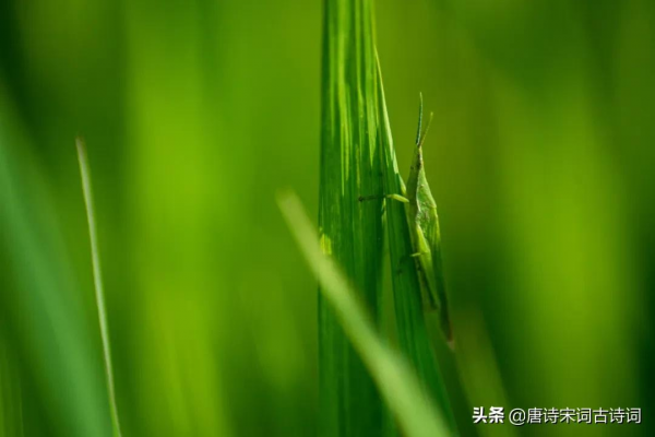 紅螞蚱,綠螞蚱 紅螞蚱,綠螞蚱