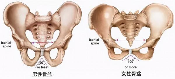從科學角度解釋：為什麼男生的腿，普遍比女生細？