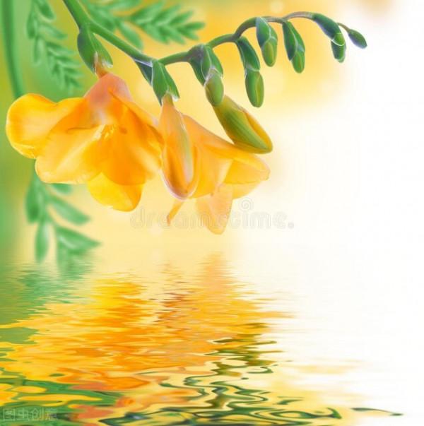 “驚鴻一瞥，猶如滿天星辰”讓美景治癒你的心靈——月見草