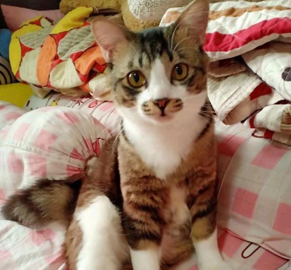 女子嫌小貓“太瘦”收養,照顧1年後貓突然發福,意外胖成網紅貓 女子嫌小貓“太瘦”收養,照顧1年後貓突然發福,意外胖成網紅貓