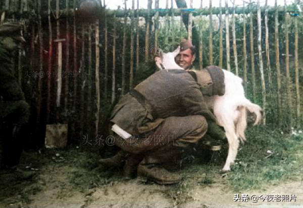 老照片：德軍擠羊奶，美軍將日軍頭顱送給女友，溥儀同戰犯下圍棋
