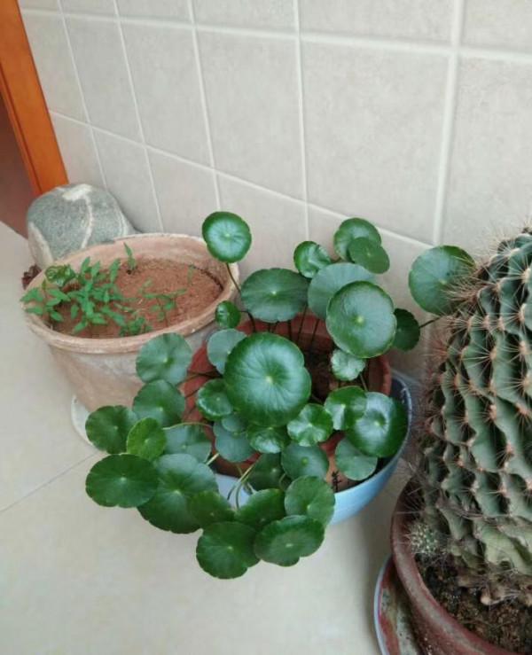 自己動手,豐衣足食,在家裡和車庫前面種的辣椒能自給自足啦 自己動手,豐衣足食,在家裡和車庫前面種的辣椒能自給自足啦