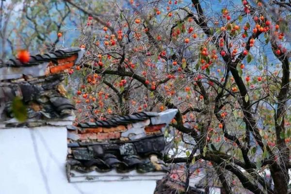 一眼心動！這個秋天，我要去這7個“最”中國的古村，享受慢時光