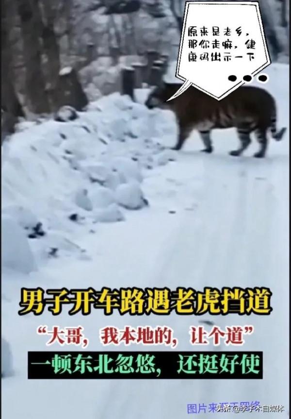 野外遇到野生動物該怎麼做，是下車拍照，還是和它認親戚