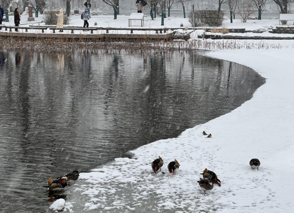 紅燈映白雪，秒變&OpenCurlyDoubleQuote;雪容融&rdquo;！京城公園已吸引7萬人次打卡