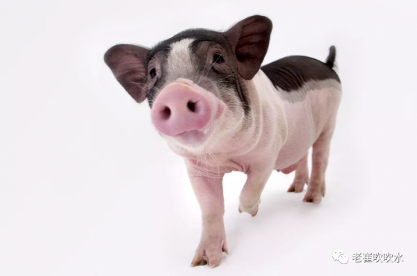 我養過一頭豬……300斤那種