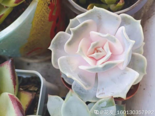 冬天6類花，葉片和花苞別噴水，一噴就爛了