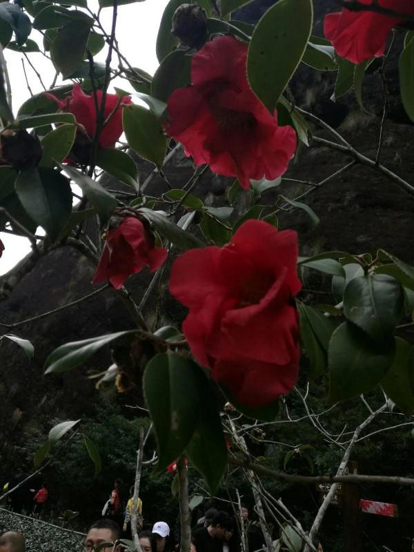 和牡丹花比翼齊飛