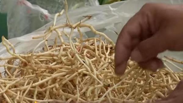 湖北大叔種植魚腥草，開發附加產品讓草價翻十倍，一年銷售千萬元