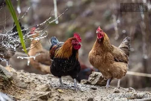 廣東最好吃的十種雞 廣東最好吃的十種雞