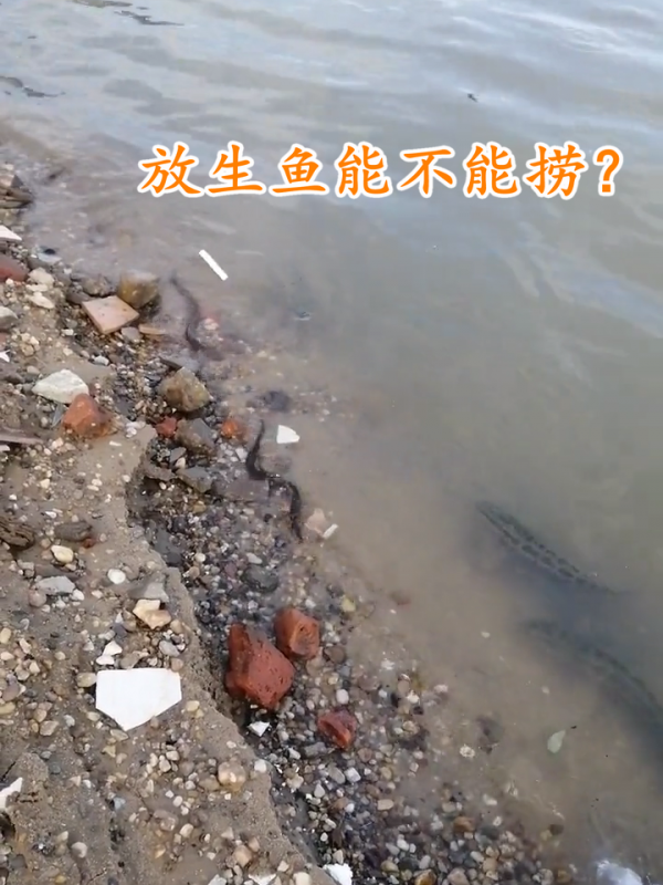 珠江邊成群泥鰍、黃鱔、黑魚亂竄，附近釣魚人：直直朝我們游來