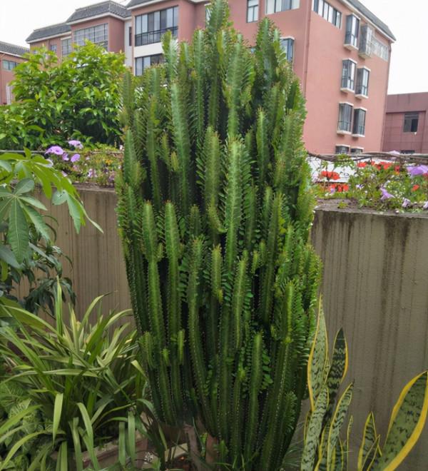 別人嫌醜的4種花,養在家裡能鎮宅保平安 別人嫌醜的4種花,養在家裡能鎮宅保平安