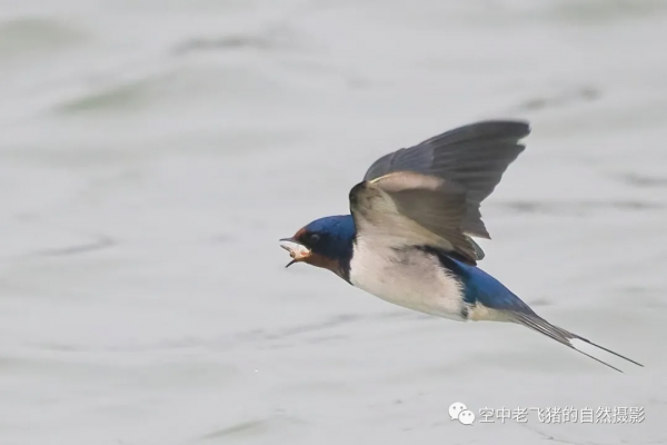 一劍封喉——新機OM-1拍鳥深度測評