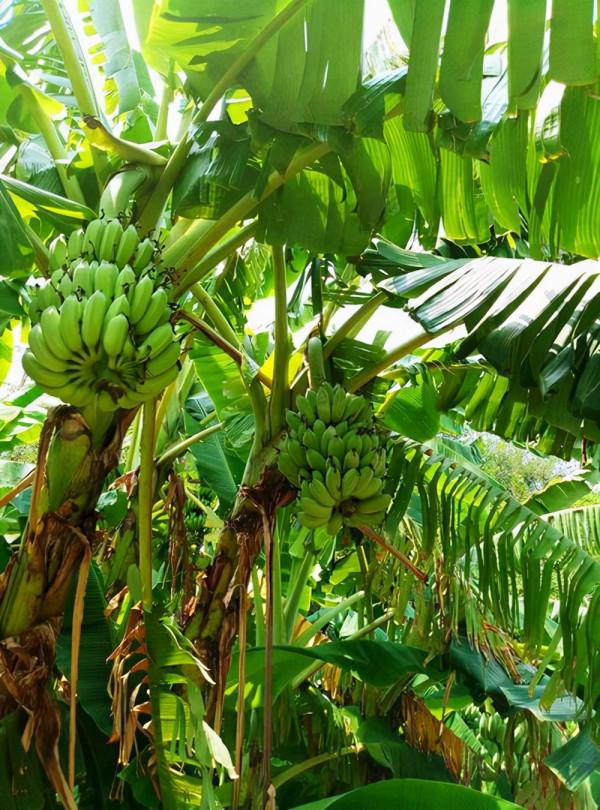 41個冷知識:看起來些許荒謬,但卻可以使人博學的有趣知識 41個冷知識:看起來些許荒謬,但卻可以使人博學的有趣知識