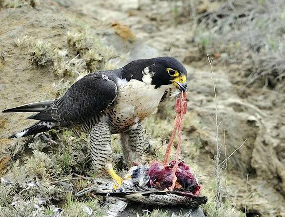 遊隼：鳥類的衝刺冠軍