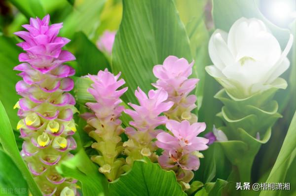 那些被名字耽誤了的極品花卉 那些被名字耽誤了的極品花卉