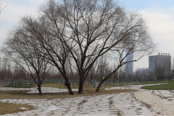 今年打卡新去處：生態科技新城邀您和櫻花來一場邂逅