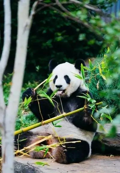 呆萌的大熊貓