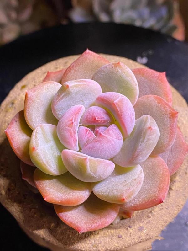 看了就想抱回家的多肉