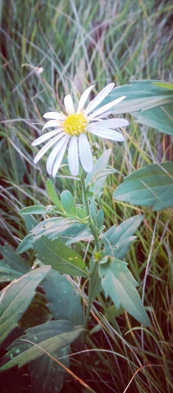 紅眼病不可怕，野菊花洗掉它