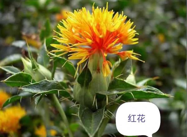 中藥古今研究：紅花（二）