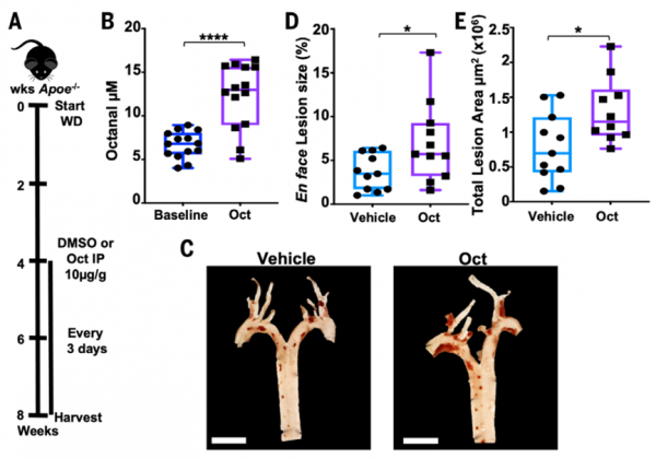 《科學》：炎症竟會循&OpenCurlyDoubleQuote;味兒&rdquo;而動！科學家發現，血管巨噬細胞存在嗅覺受體，與血液中的辛醛互作引發炎症，導致動脈粥樣硬化丨科學大發現