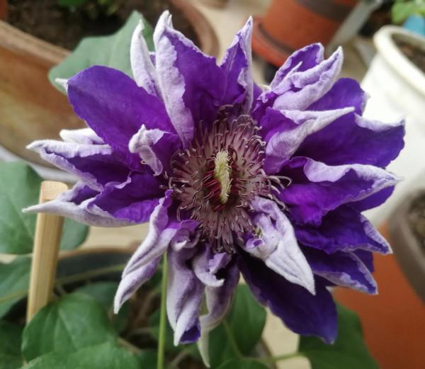 新手養鐵線蓮兩年手記