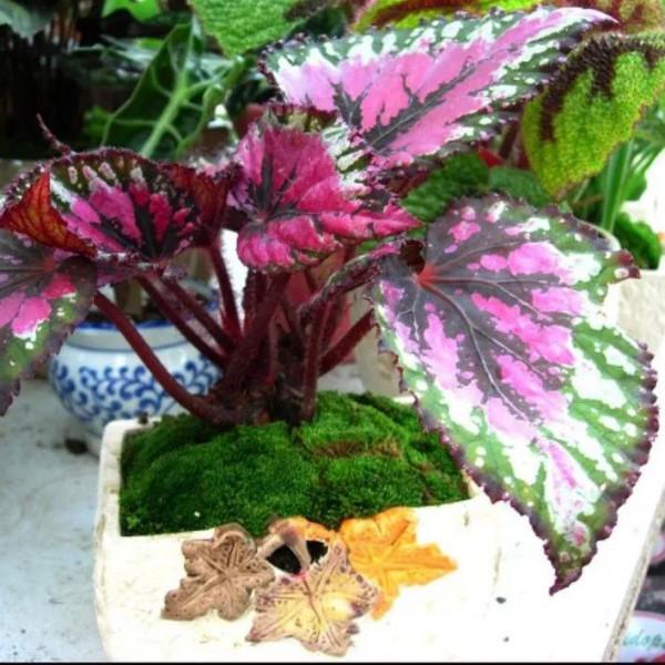 藝術在民間 藝術在民間