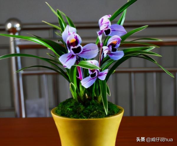 紫月荷蘭花!蘭花裡的新品種,花色罕見,浪漫、溫馨、仙氣十足 紫月荷蘭花!蘭花裡的新品種,花色罕見,浪漫、溫馨、仙氣十足