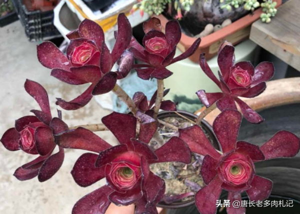 春天法師多肉該美了，養護不操心，顏色還好看的紅酒法師你養沒？