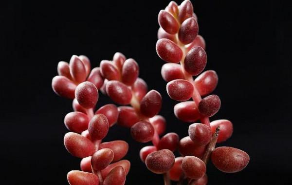 紅珊瑚為什麼是紅色的